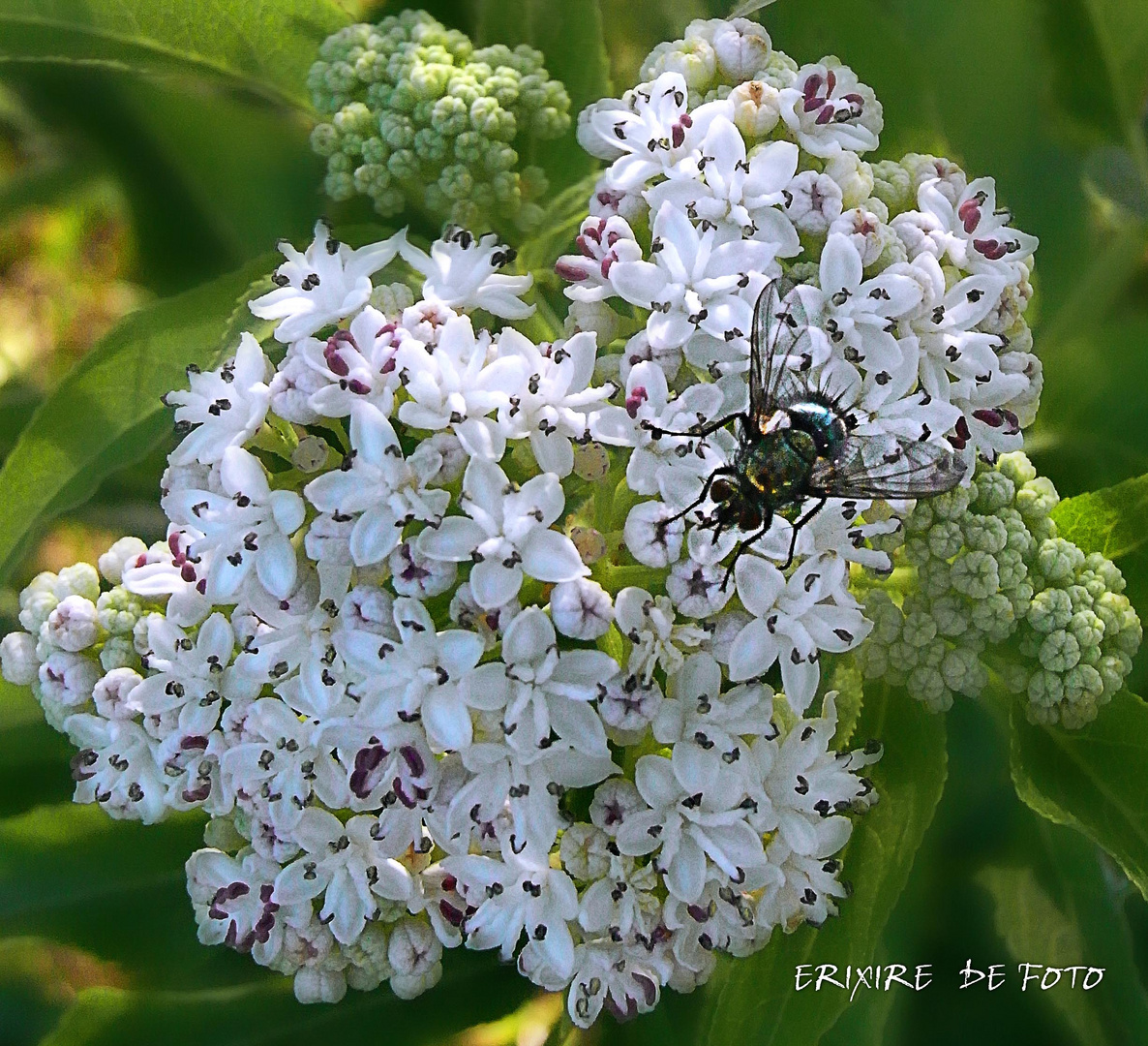 la mouche Mireille