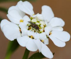 la mouche sur la fleur