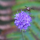 la mouche sur le fleur