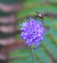 la mouche sur le fleur