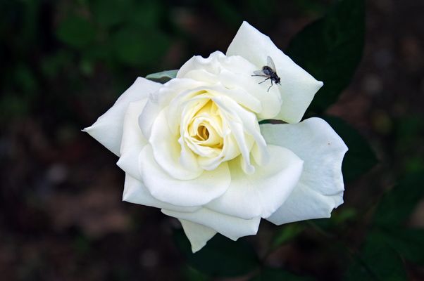 la mouche sur une rose de novembre...