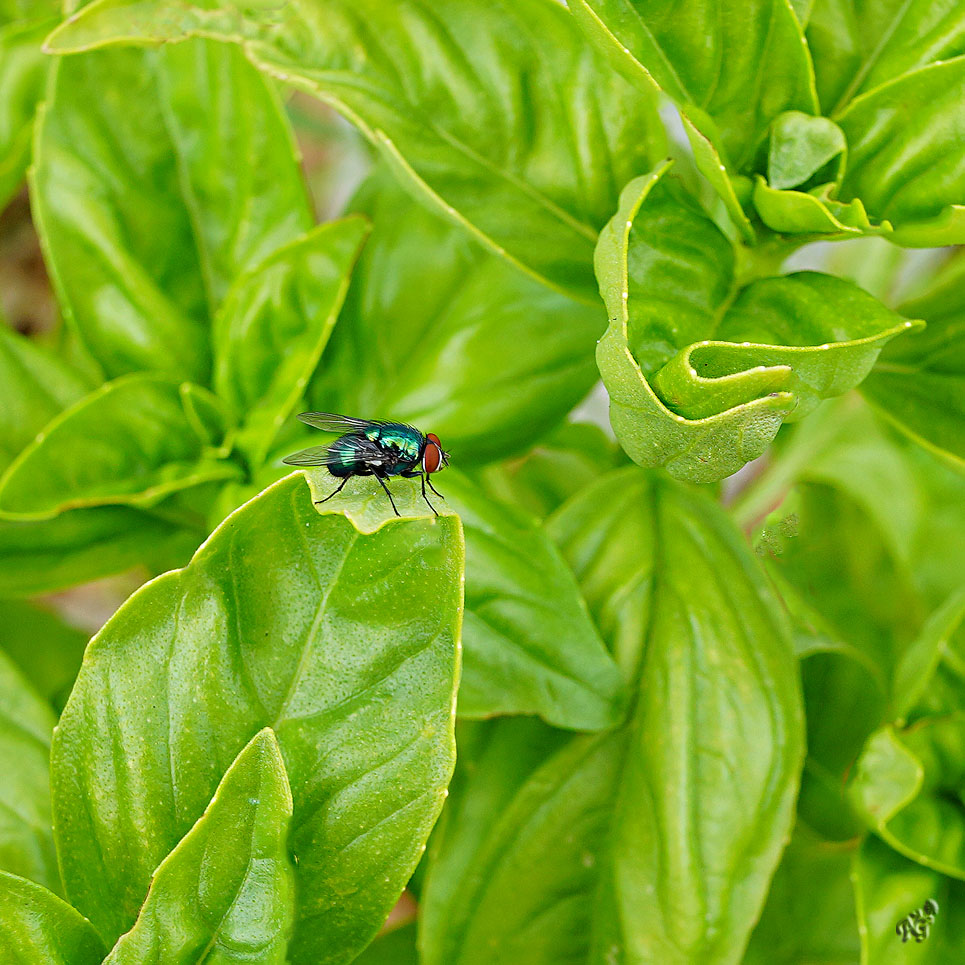  La mouche verte sur le basilic