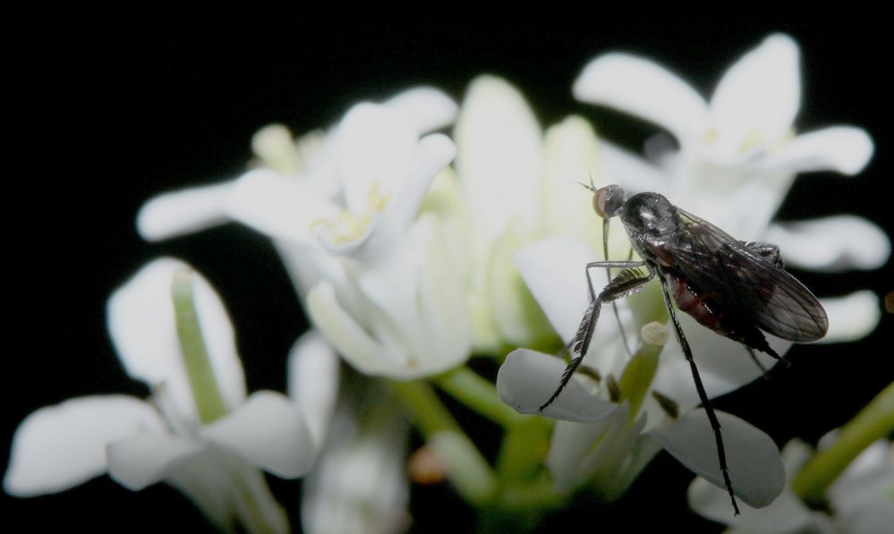 la mouchette de moins de 4mm