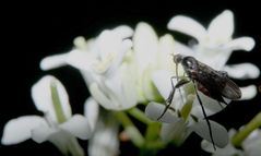 la mouchette de moins de 4mm