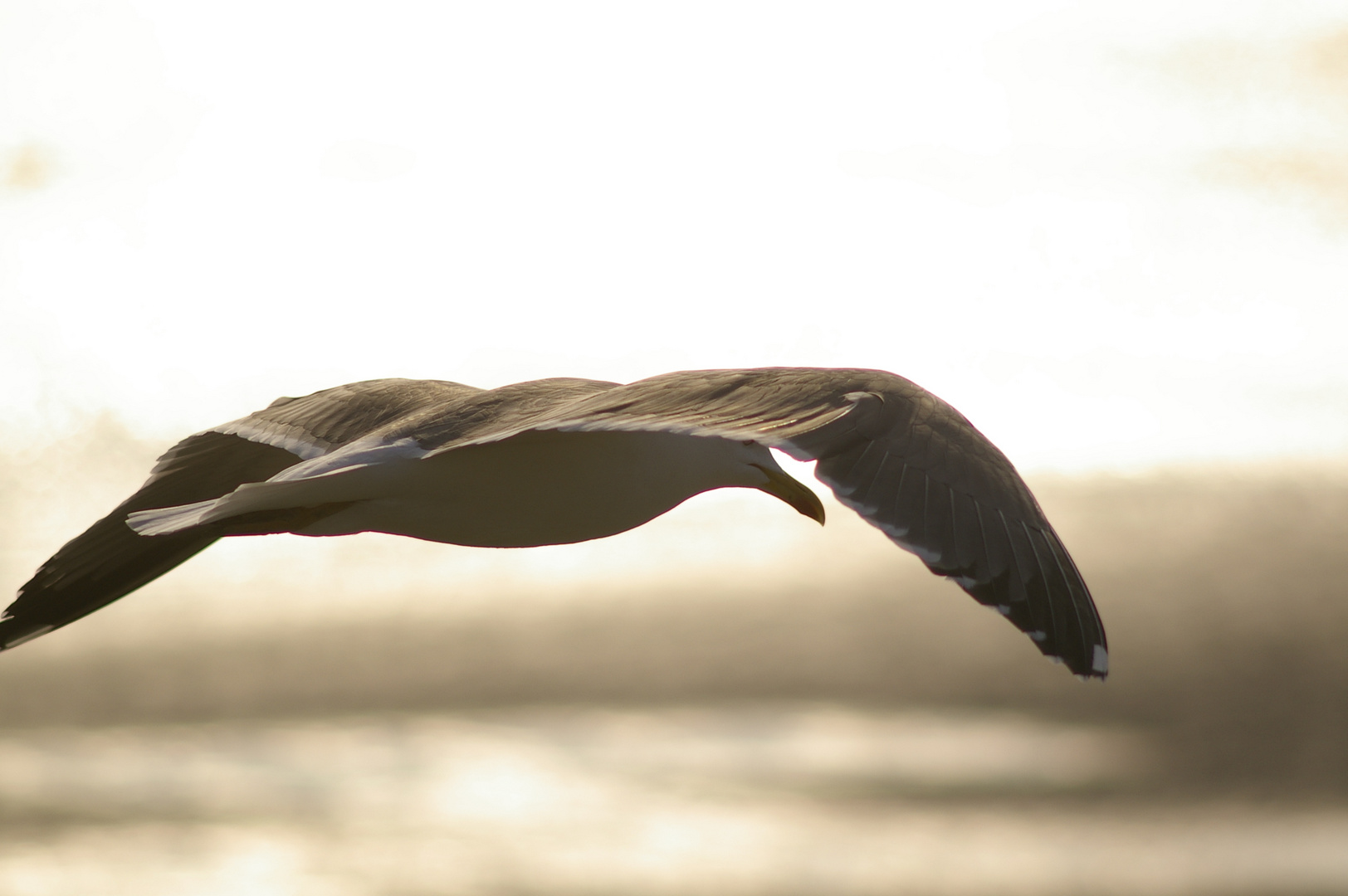 La mouette