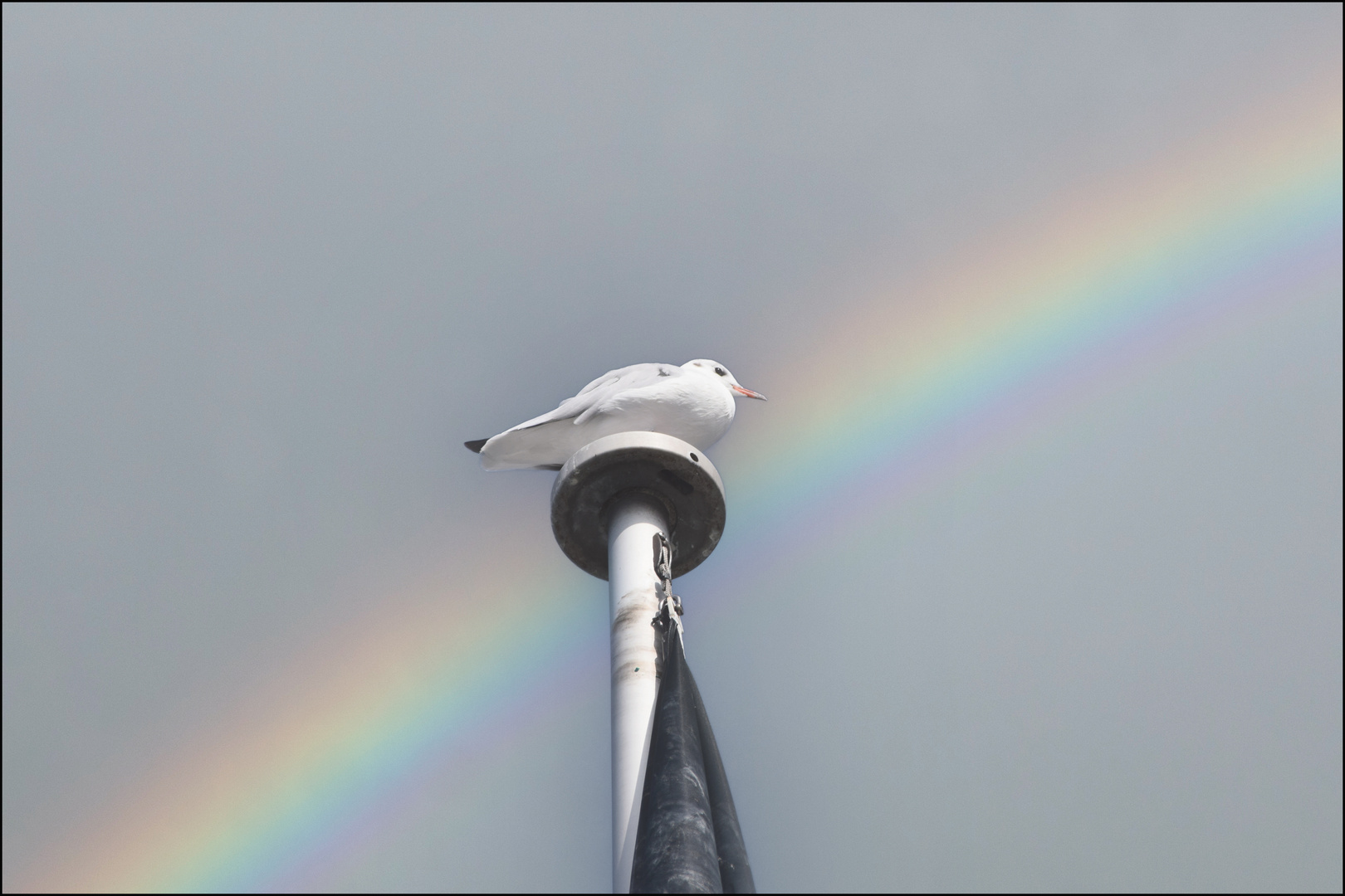 la mouette  