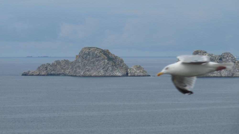 La Mouette