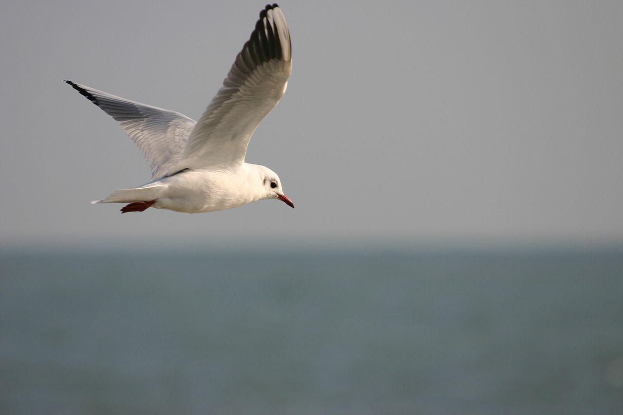 La Mouette ...