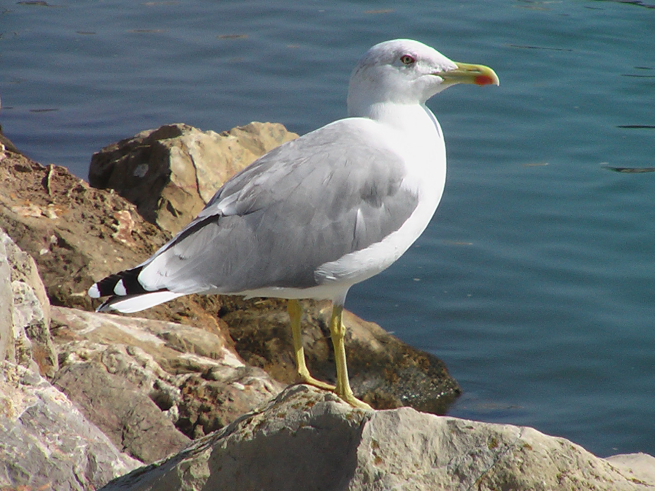 LA MOUETTE