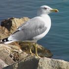 LA MOUETTE