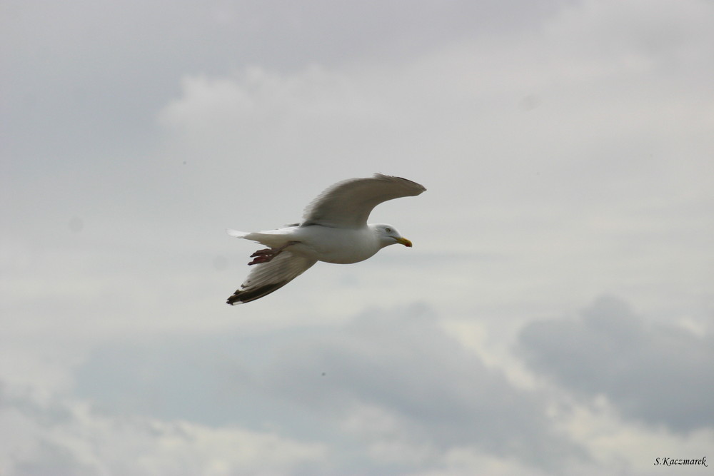 La Mouette