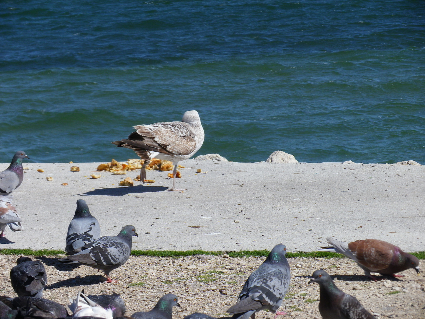 La mouette