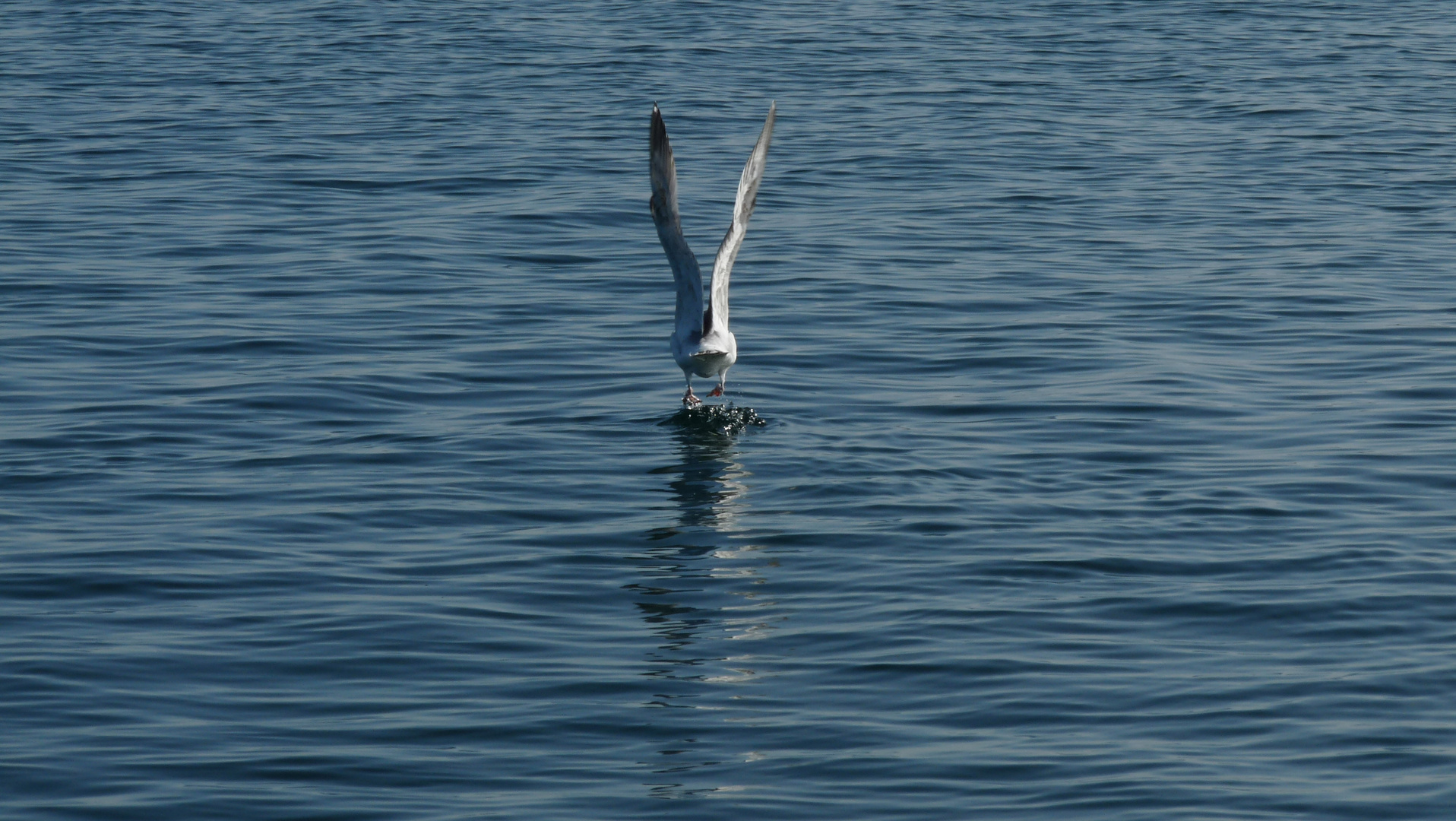 la mouette