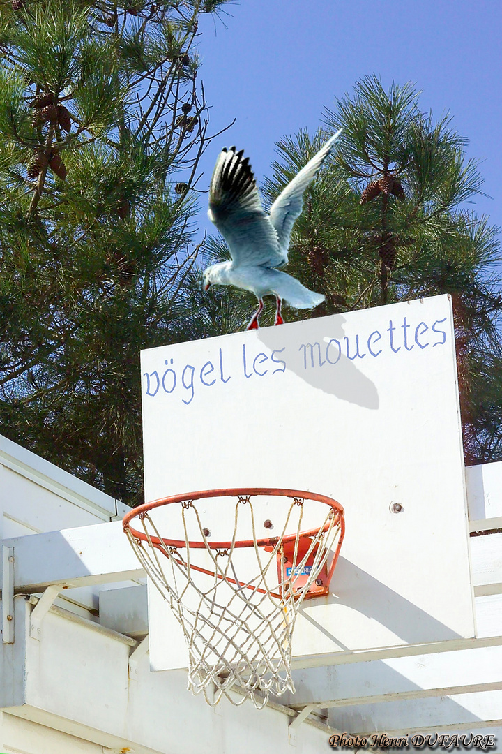 La Mouette