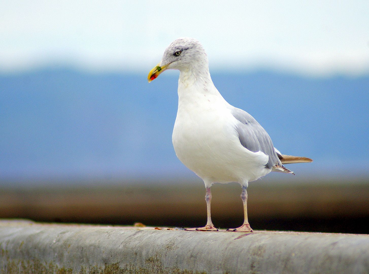 La Mouette ...