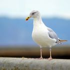 La Mouette ...