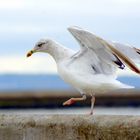 La Mouette ...