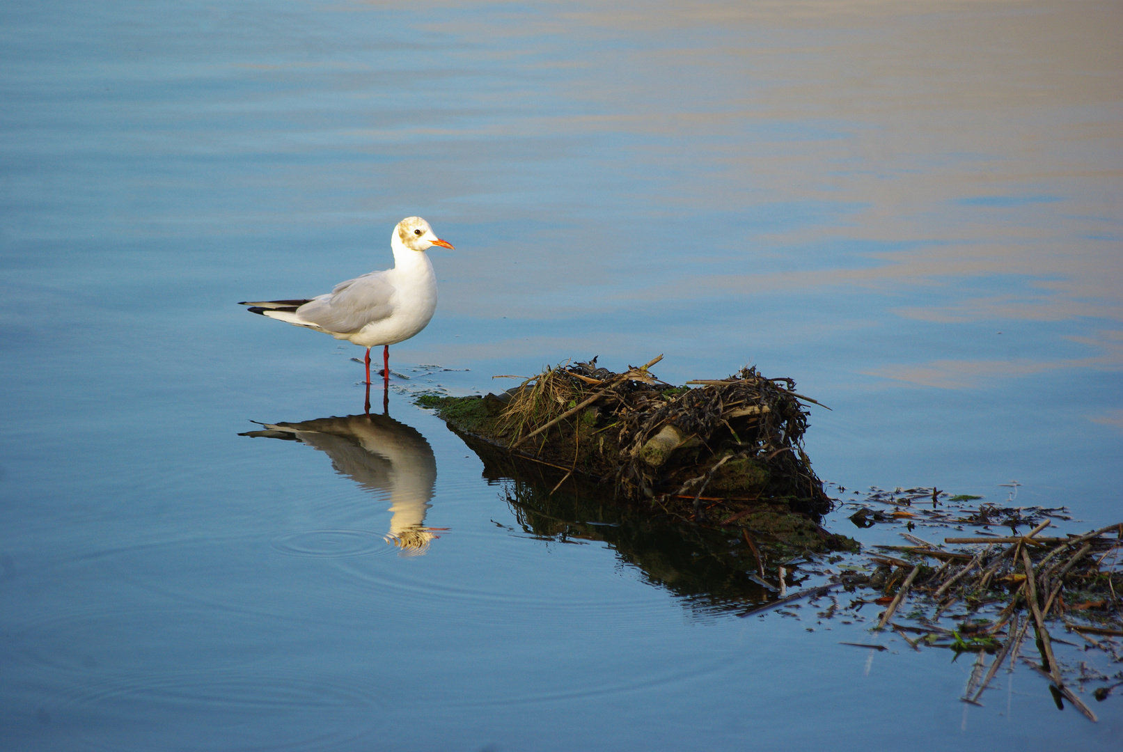 La mouette