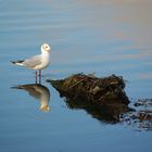 La mouette