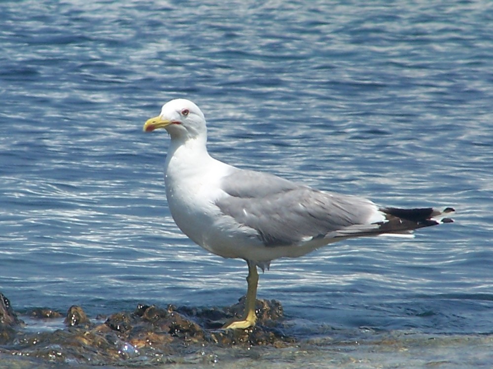 la mouette