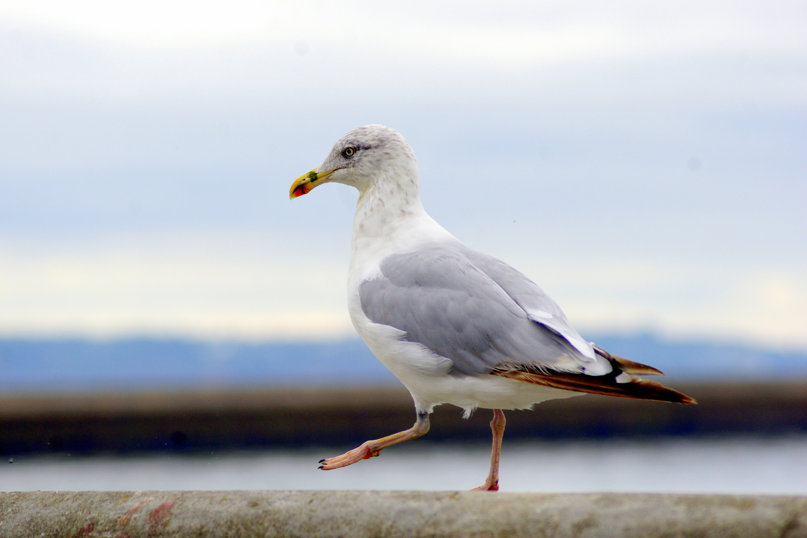 La Mouette ...