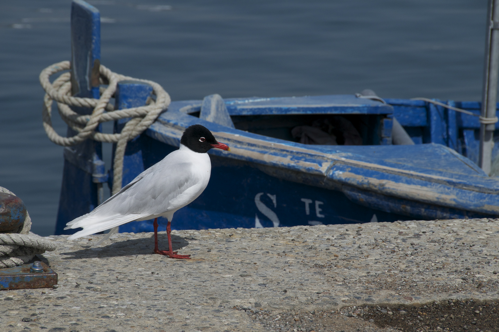 la mouette a pied rouge