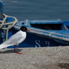 la mouette a pied rouge