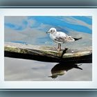 La mouette