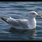 " La mouette attendant un bout de pain "