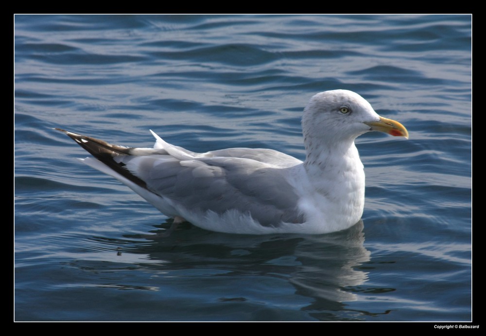 " La mouette attendant un bout de pain "