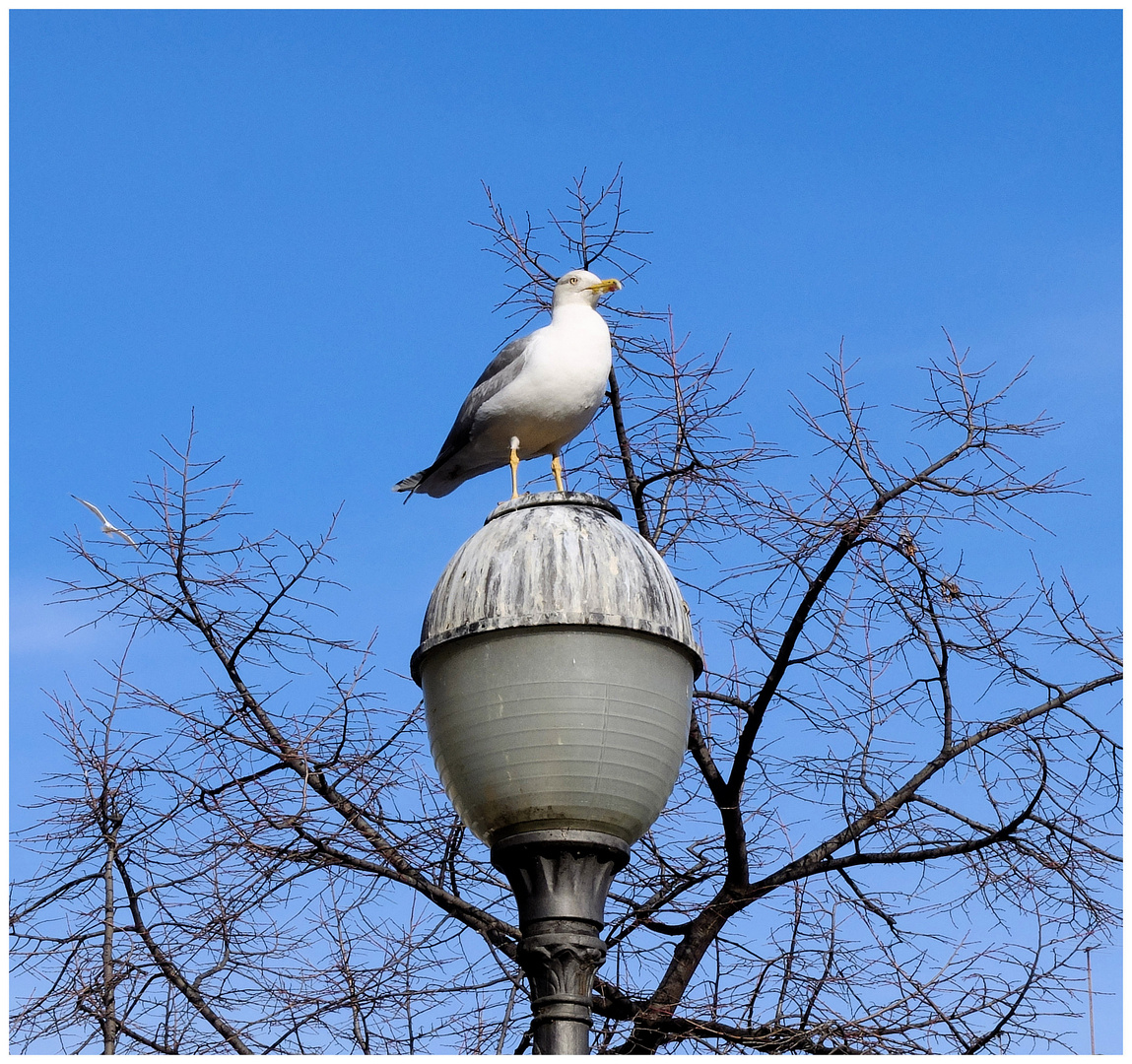 La mouette