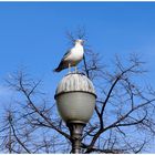 La mouette