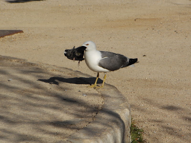 la mouette carnivore