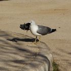 la mouette carnivore