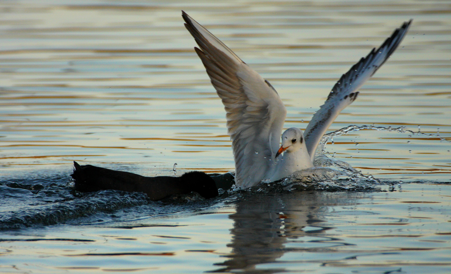 la mouette