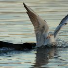 la mouette