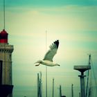 La mouette