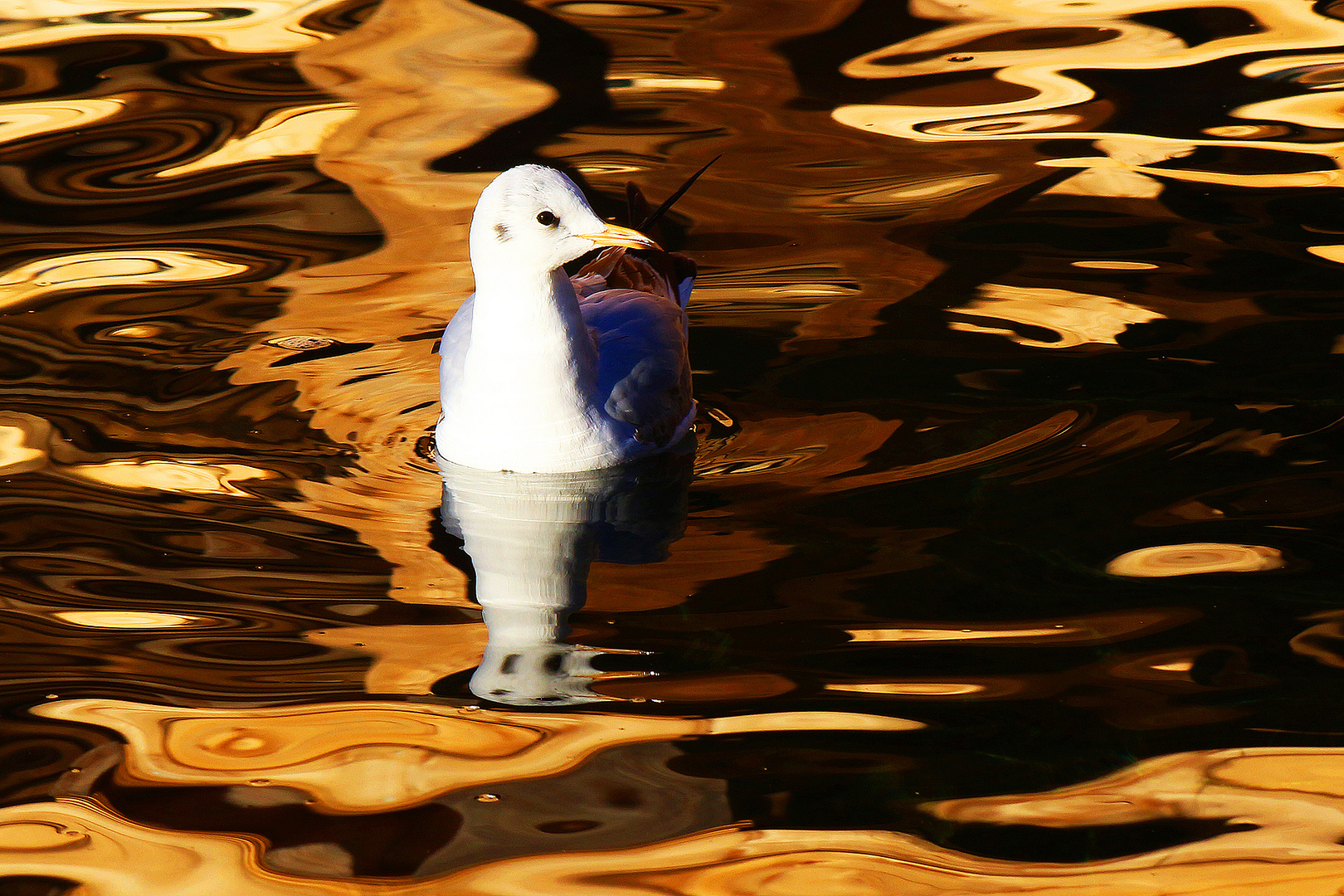 la mouette dans l'eau d'or