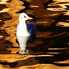 la mouette dans l'eau d'or