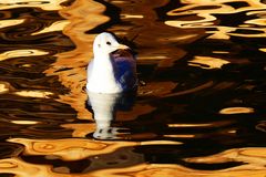 la mouette dans l'eau d'or