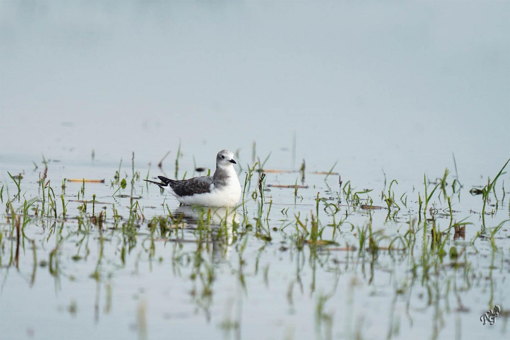 La mouette de Sabine