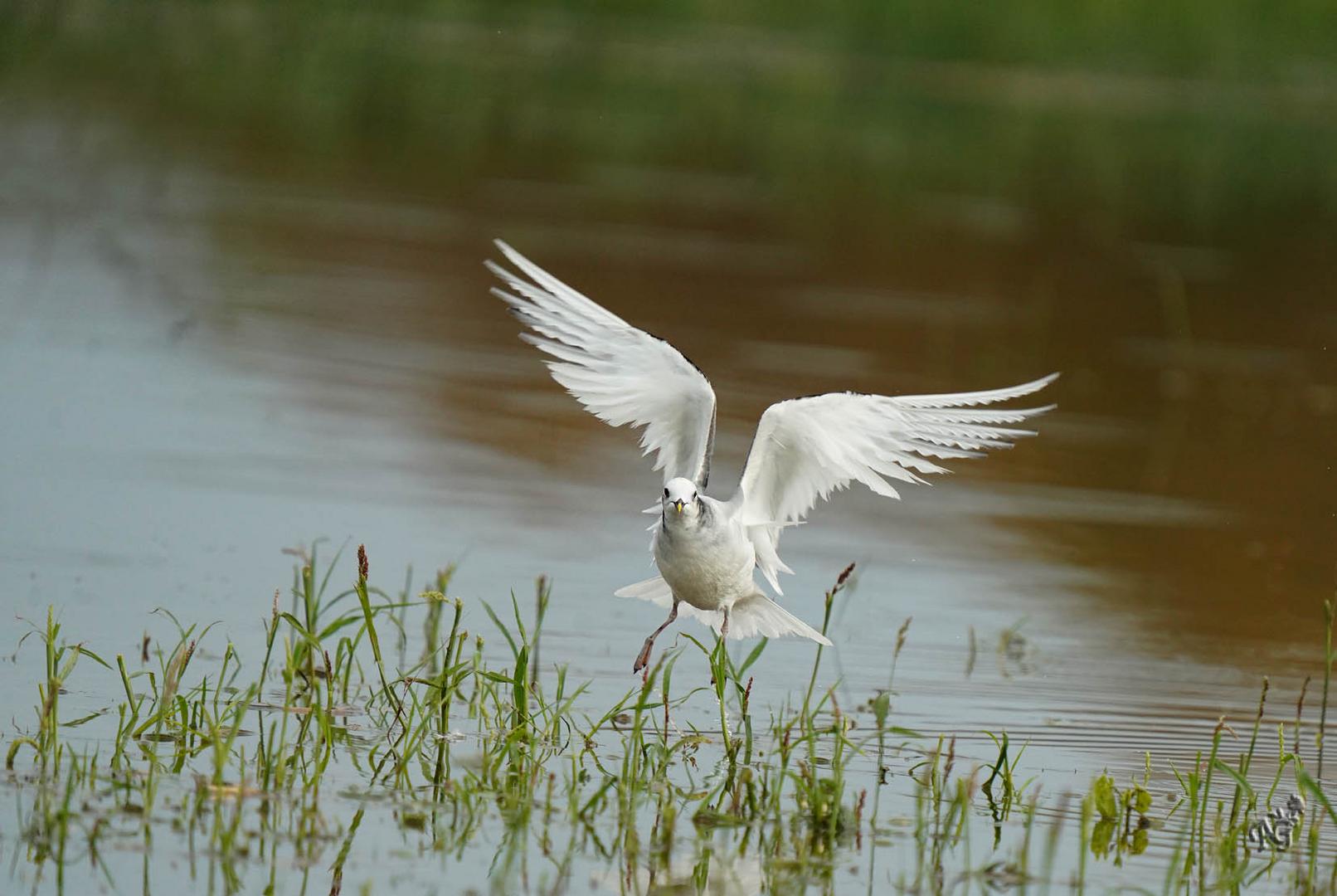 La mouette de Sabine