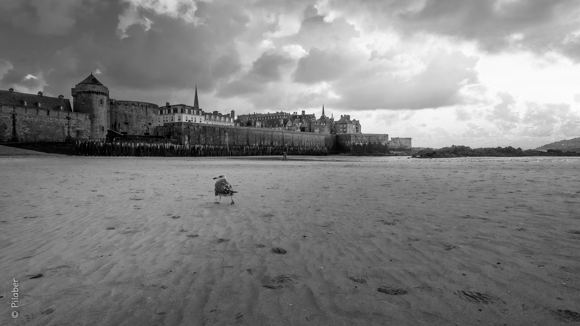 La mouette de Saint Malo