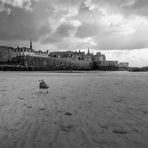 La mouette de Saint Malo