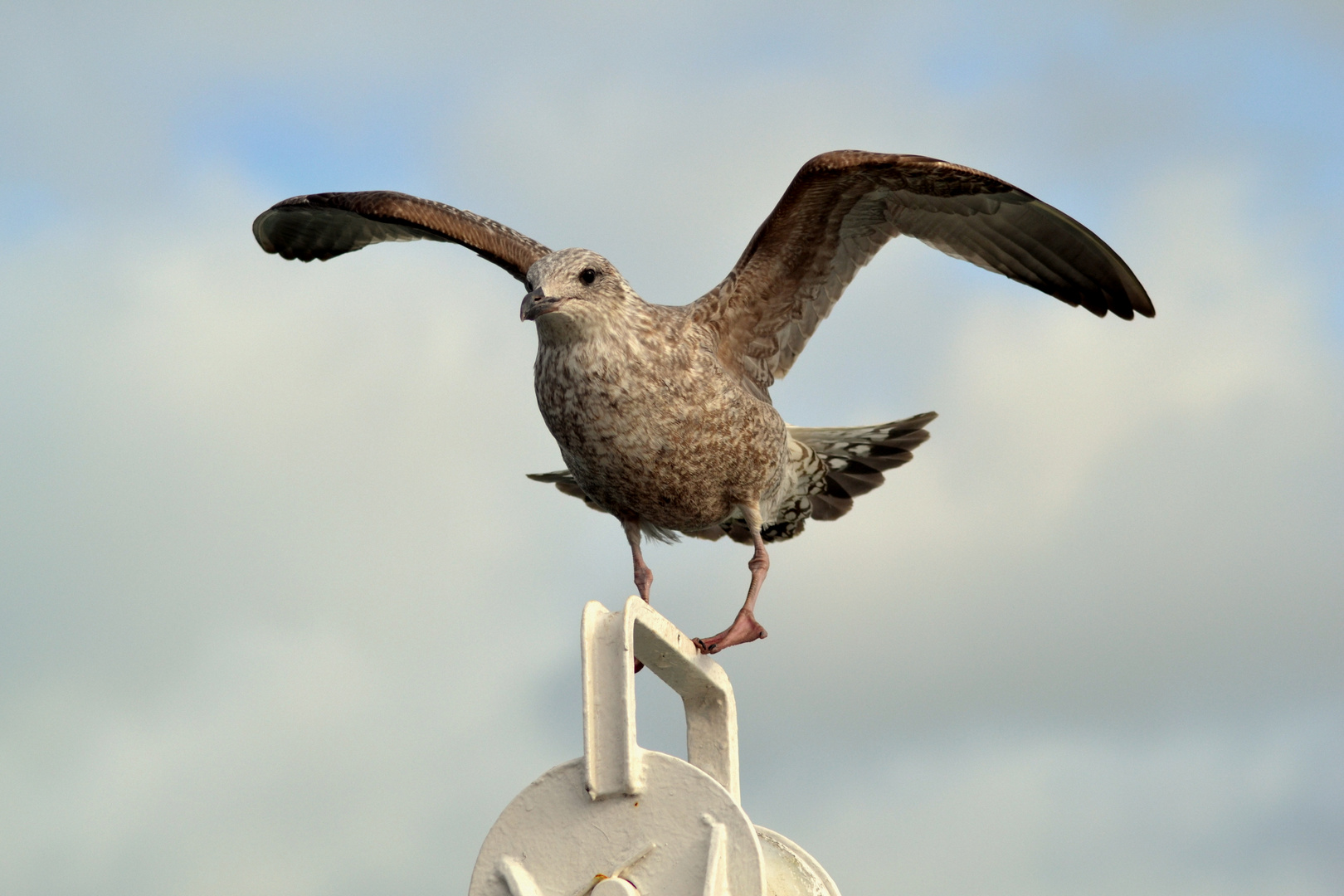 La mouette de St Vaast la Hougue