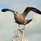 La mouette de St Vaast la Hougue