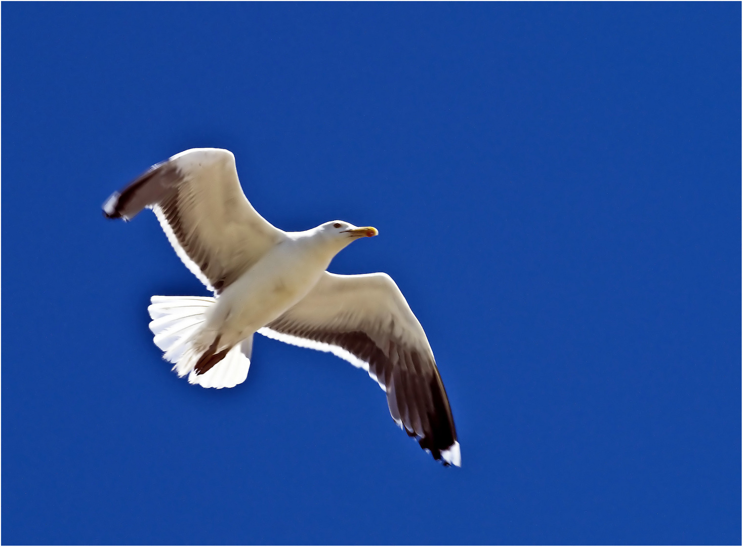 La Mouette du Mardi sur fond de ciel Bleu