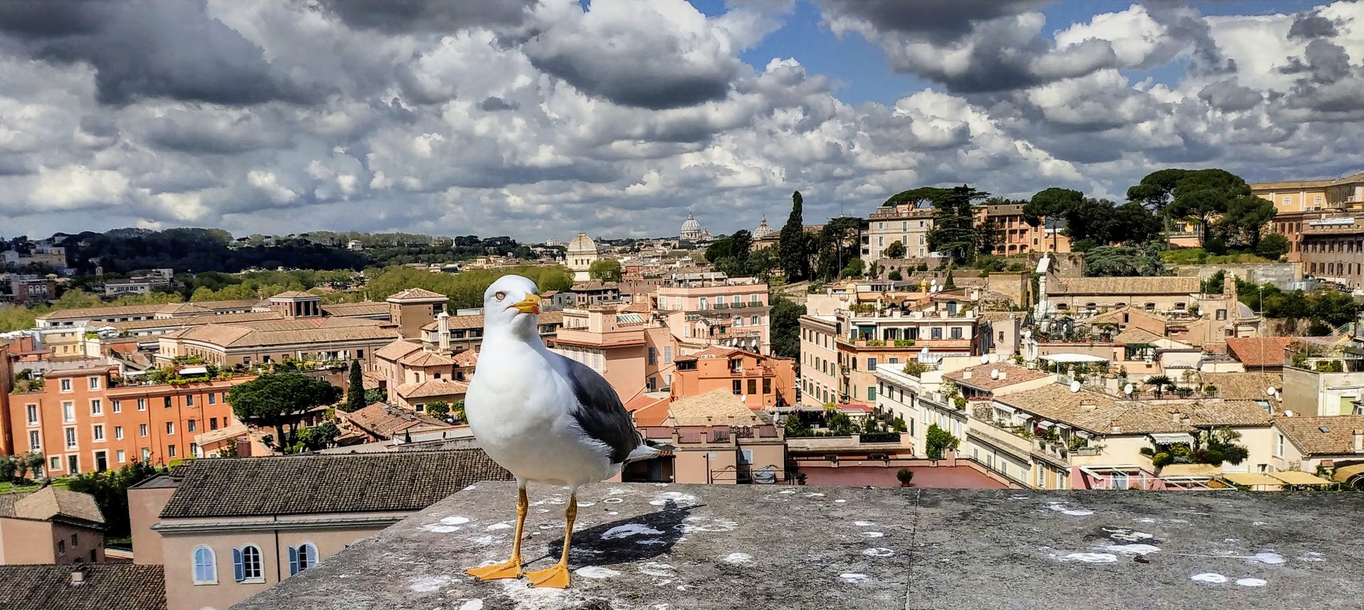 la mouette du Palatin a Rome 