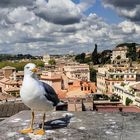 la mouette du Palatin a Rome 