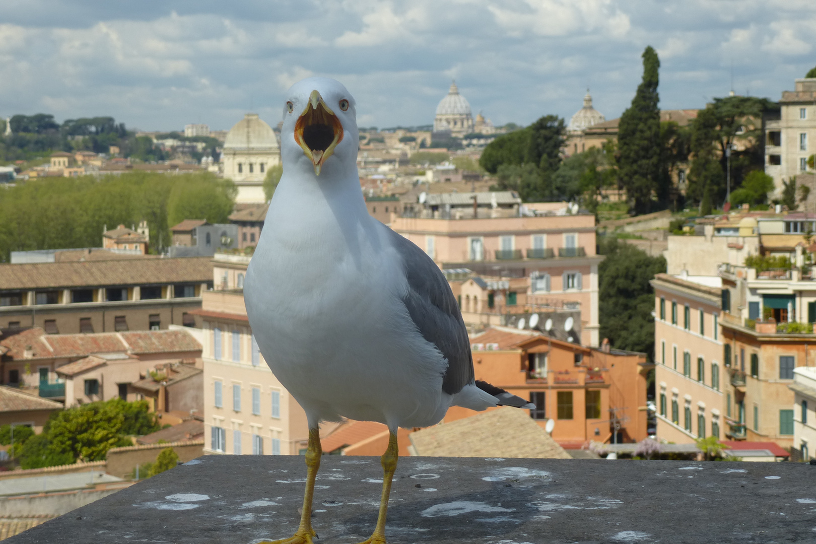 la mouette du Palatin qui gueule ! 